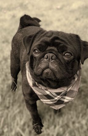 Mops schwarzer Diamant sucht Herzensfamilie