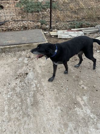 Bruno, unser Notfall