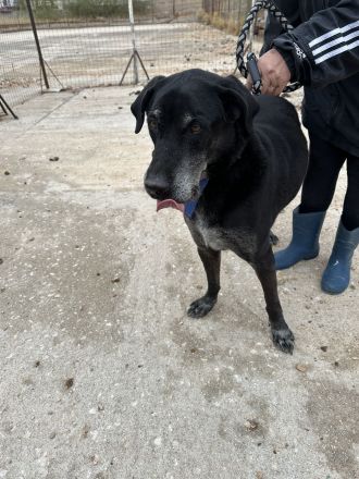 Bruno, unser Notfall