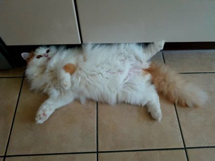 Traumkater in rot-weiss (BLH) sucht neues Zuhause