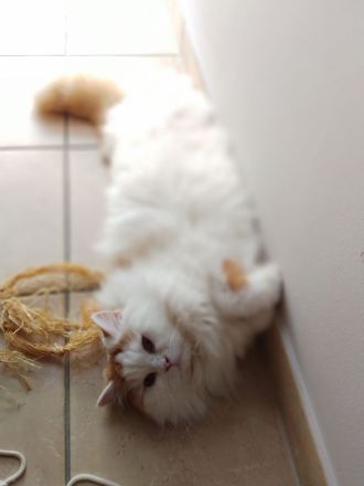 Traumkater in rot-weiss (BLH) sucht neues Zuhause