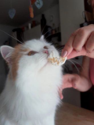 Traumkater in rot-weiss (BLH) sucht neues Zuhause