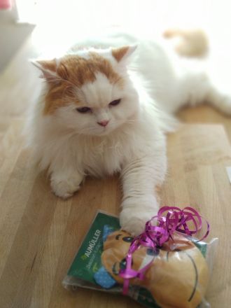 Traumkater in rot-weiss (BLH) sucht neues Zuhause