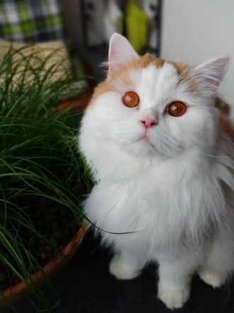 Traumkater in rot-weiss (BLH) sucht neues Zuhause