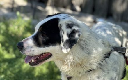 Schenkst du Flecki dein Herz?