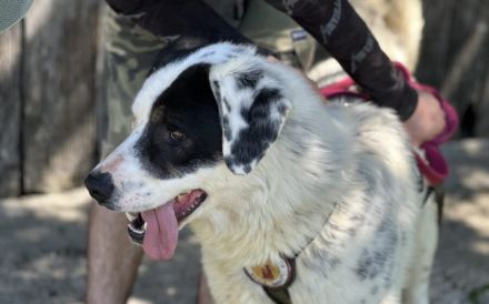 Schenkst du Flecki dein Herz?