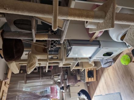 Ernamtlich pflegestelle für kleine-Zwerge Katzen