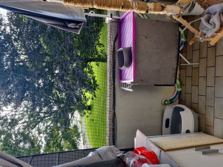 Ernamtlich pflegestelle für kleine-Zwerge Katzen