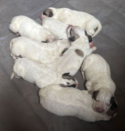 Pyrenäen-Berghund Welpen aus FCI-Linien mit gesundheitsgeprüfter Abstammung