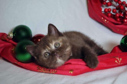 Britische Kurzhaar-Kätzchen aus dem Tschechischen Zwinger zu verkaufen mit Stammbaum