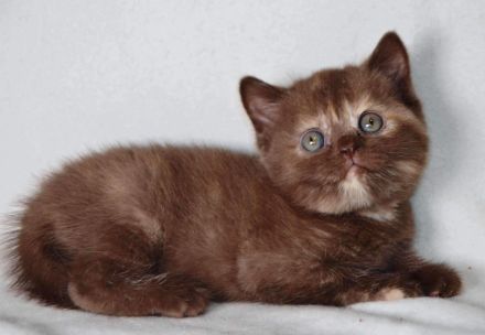 Britische Kurzhaar-Kätzchen aus dem Tschechischen Zwinger zu verkaufen mit Stammbaum