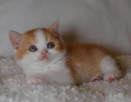 Britische Kurzhaar-Kätzchen aus dem Tschechischen Zwinger zu verkaufen mit Stammbaum