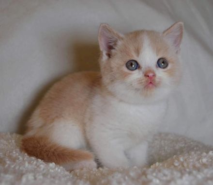 Britische Kurzhaar-Kätzchen aus dem Tschechischen Zwinger zu verkaufen mit Stammbaum