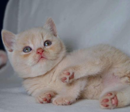 Britische Kurzhaar-Kätzchen aus dem Tschechischen Zwinger zu verkaufen mit Stammbaum