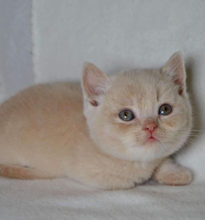 Britische Kurzhaar-Kätzchen aus dem Tschechischen Zwinger zu verkaufen mit Stammbaum