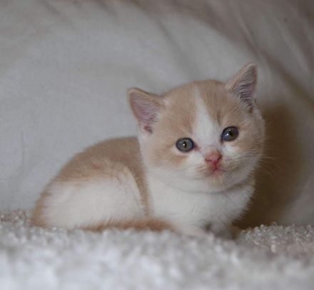 Britische Kurzhaar-Kätzchen aus dem Tschechischen Zwinger zu verkaufen mit Stammbaum