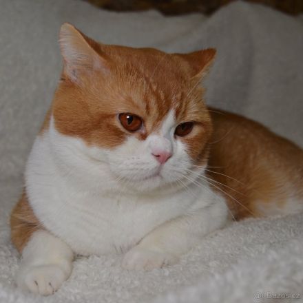 Britische Kurzhaarkatze (Kater) aus dem Tschechischen Zwinger zu verkaufen mit Stammbaum