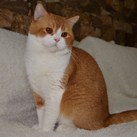 Britische Kurzhaarkatze (Kater) aus dem Tschechischen Zwinger zu verkaufen mit Stammbaum