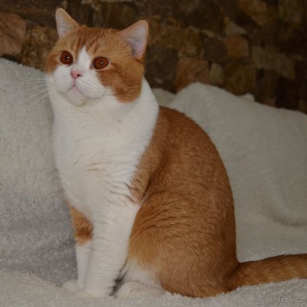 Britische Kurzhaarkatze (Kater) aus dem Tschechischen Zwinger zu verkaufen mit Stammbaum