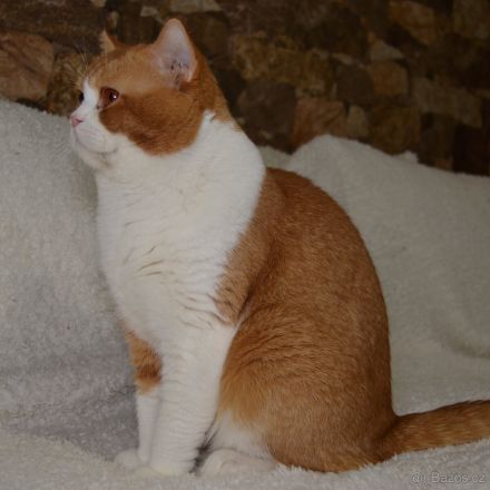 Britische Kurzhaarkatze (Kater) aus dem Tschechischen Zwinger zu verkaufen mit Stammbaum