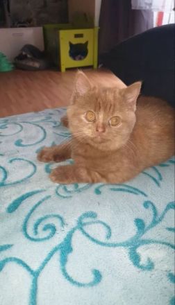 Ute und Schnute suchen Kuschelpersonal