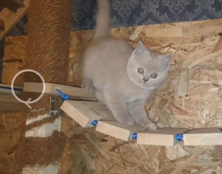 Ute und Schnute suchen Kuschelpersonal