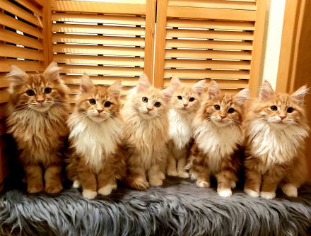 Sheer Delights Maine Coons