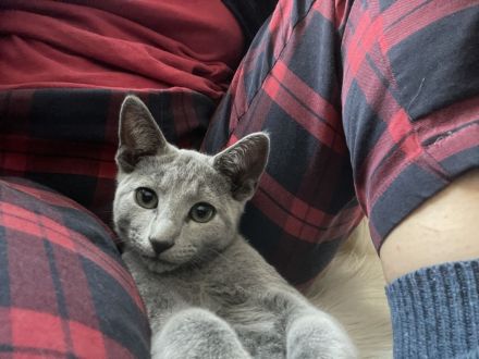 Kleiner verschmuster Russisch Blau Kater