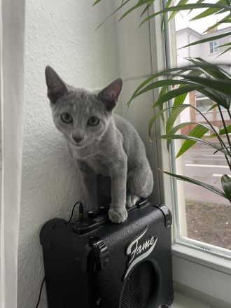 Kleiner verschmuster Russisch Blau Kater