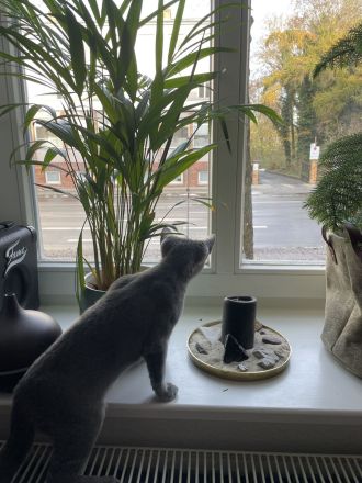 Kleiner verschmuster Russisch Blau Kater