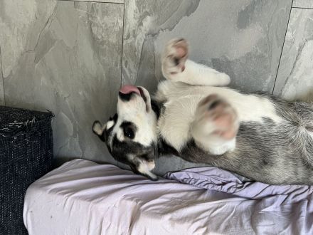 Melissa sucht neues Zuhause