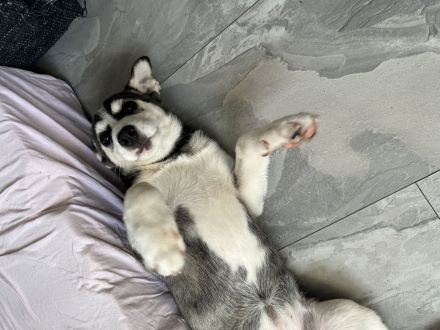 Melissa sucht neues Zuhause