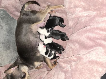 Wunder schöne reinrassige Chihuahua welpen