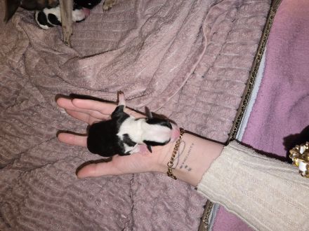 Wunder schöne reinrassige Chihuahua welpen