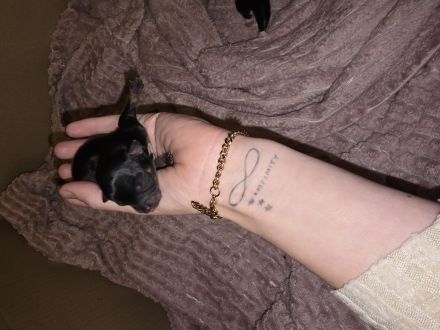 Wunder schöne reinrassige Chihuahua welpen