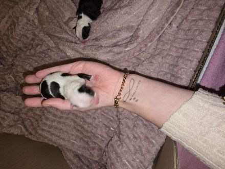 Wunder schöne reinrassige Chihuahua welpen