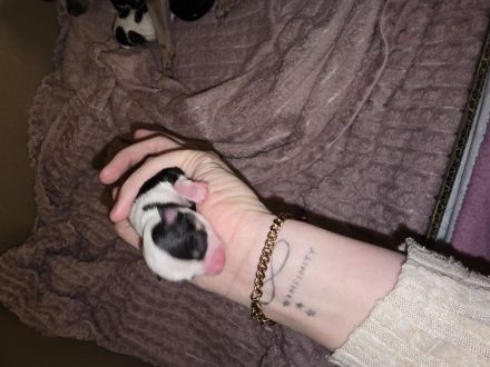 Wunder schöne reinrassige Chihuahua welpen