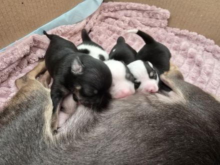 Wunder schöne reinrassige Chihuahua welpen