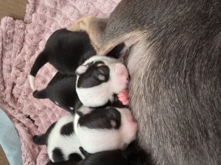 Wunder schöne reinrassige Chihuahua welpen