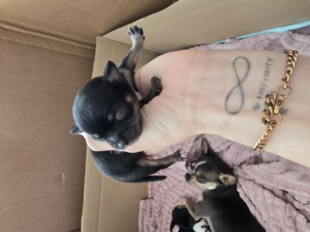 Wunder schöne reinrassige Chihuahua welpen