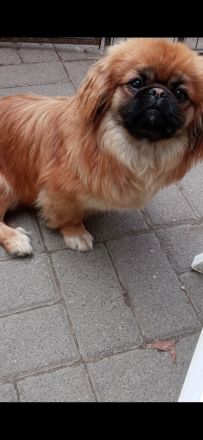 Minipekinese Welpe