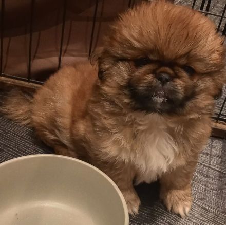 Minipekinese Welpe