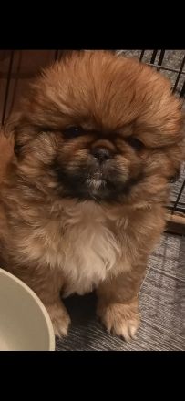 Minipekinese Welpe