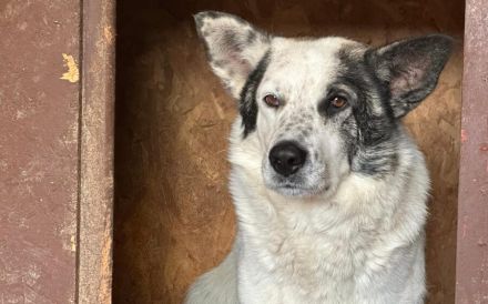 Freundlicher Freitag sucht sein Körbchen