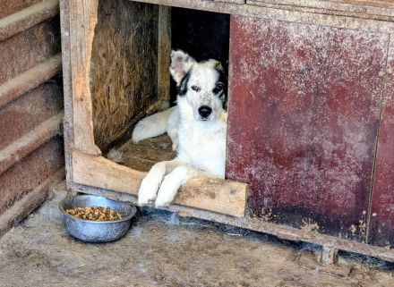Freundlicher Freitag sucht sein Körbchen