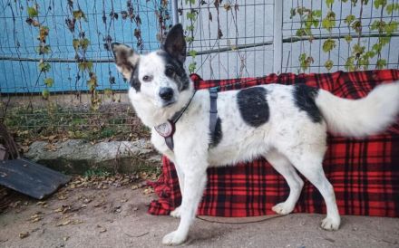 Freundlicher Freitag sucht sein Körbchen