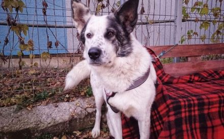 Freundlicher Freitag sucht sein Körbchen