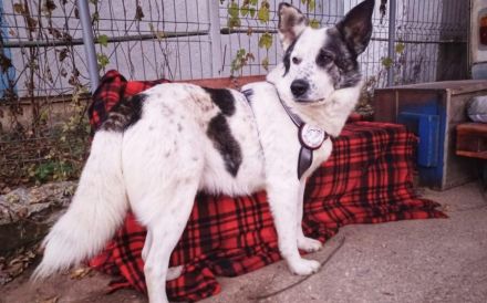 Freundlicher Freitag sucht sein Körbchen