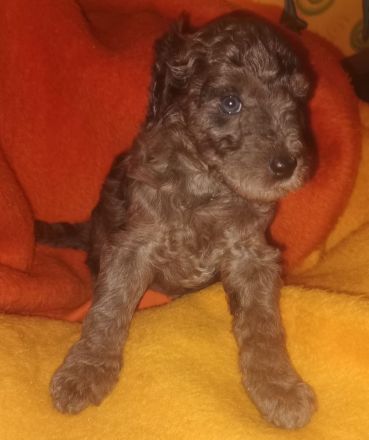 Aussiedoodle Welpen F1b