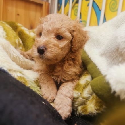 Aussiedoodle Welpen F1b